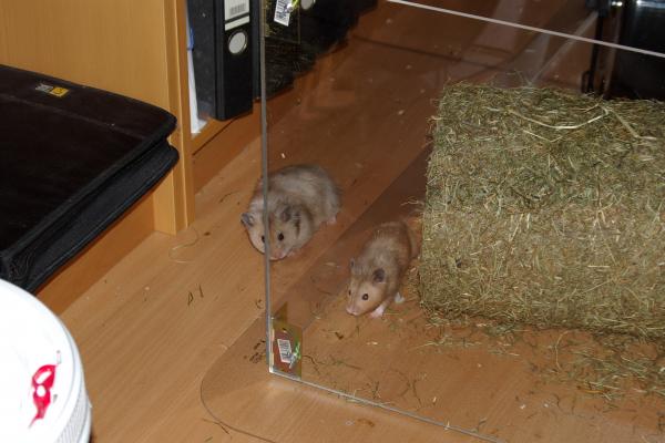 sonstiges hamster3 img0129