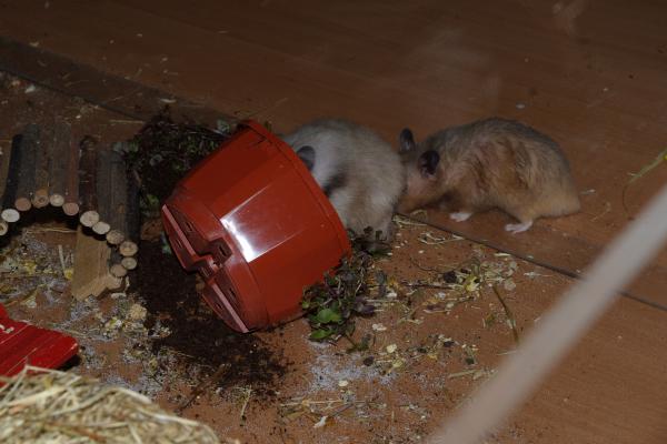 sonstiges hamster4 img0148