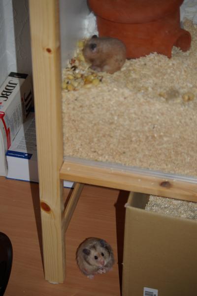 sonstiges hamster5 img0050