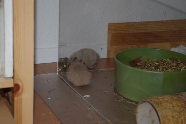 sonstiges hamster5 img0158