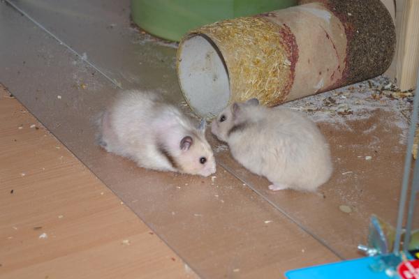 sonstiges hamster5 img0159