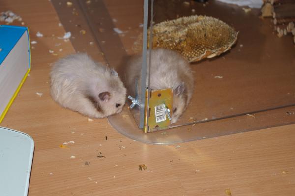 sonstiges hamster5 img0297