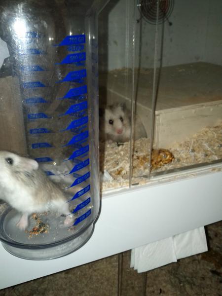 sonstiges hamster5 img0550