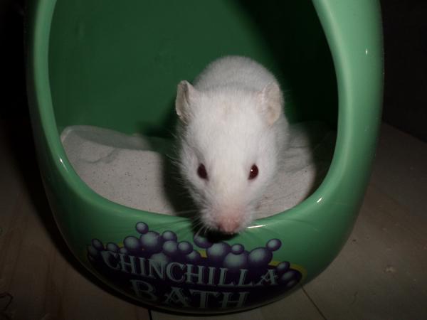 hamster 2013x2 img0273