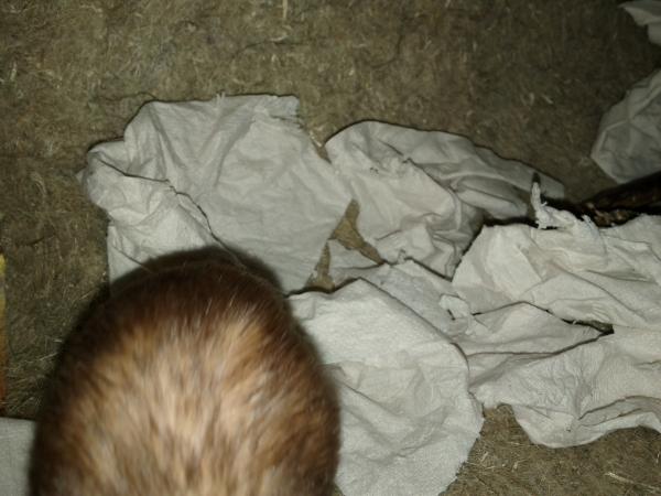 sonstiges hamster2 img0007