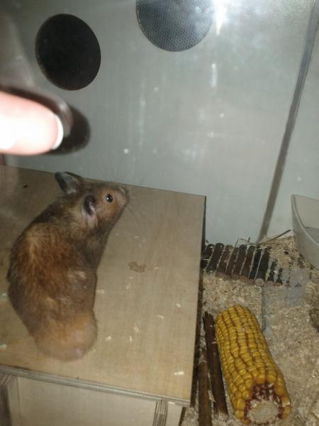 sonstiges hamster2 img0010