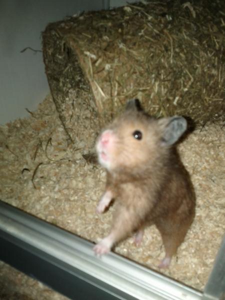 sonstiges hamster2 img0012