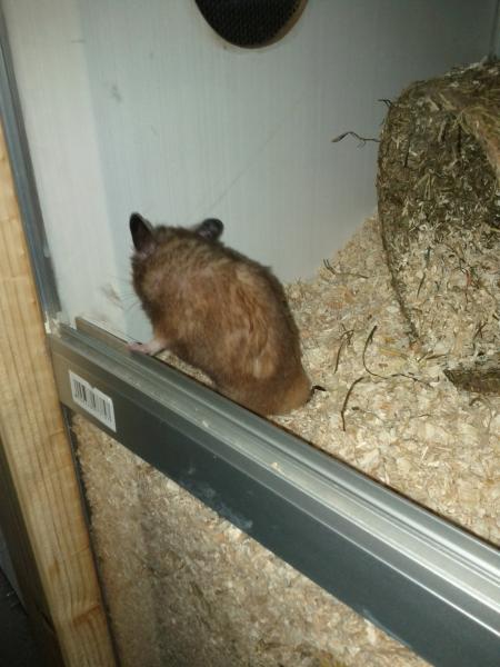 sonstiges hamster2 img0013