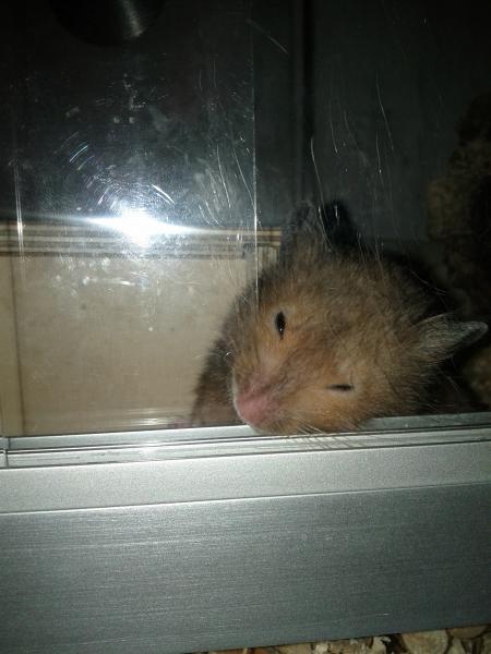 sonstiges hamster3 img0001