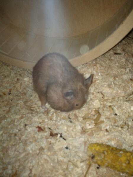 sonstiges hamster3 img0015