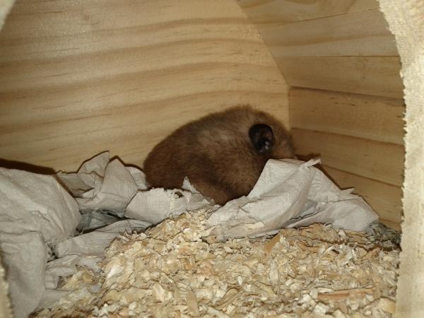 sonstiges hamster3 img0030