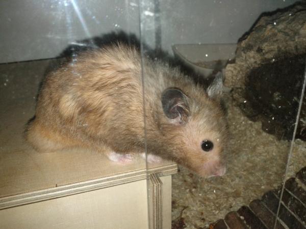 sonstiges hamster3 img0035