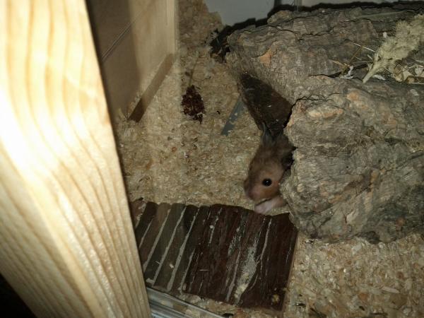 sonstiges hamster3 img0036