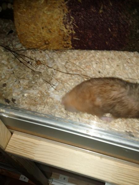 sonstiges hamster3 img0037