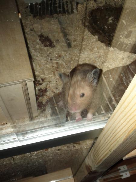 sonstiges hamster3 img0038