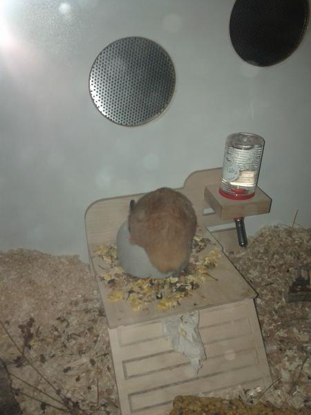 sonstiges hamster3 img0049