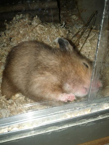 sonstiges hamster3 img0054