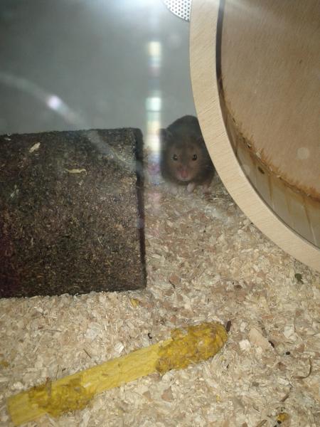 sonstiges hamster3 img0069