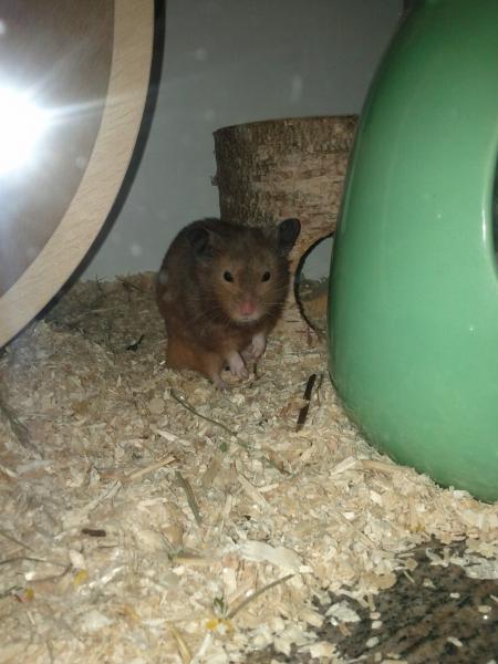 sonstiges hamster3 img0070