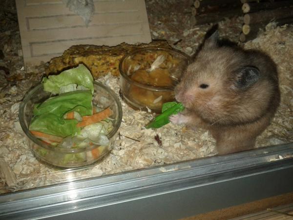 sonstiges hamster3 img0071