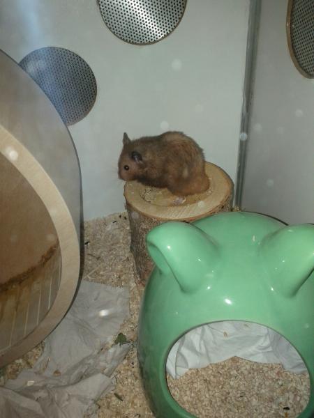 sonstiges hamster3 img0075