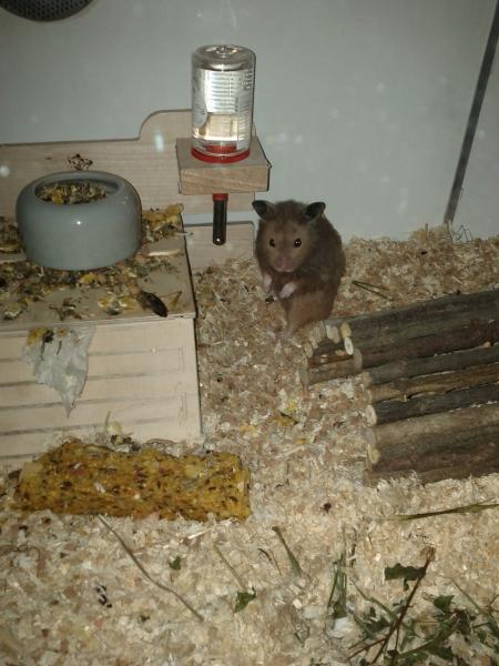 sonstiges hamster3 img0079