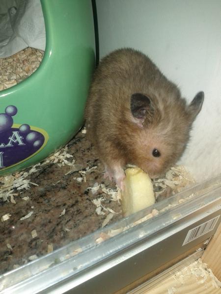 sonstiges hamster3 img0082