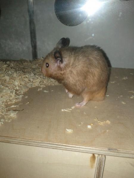 sonstiges hamster3 img0083