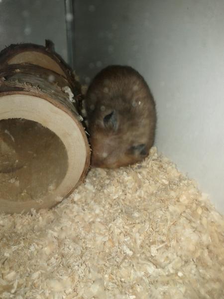 sonstiges hamster3 img0088