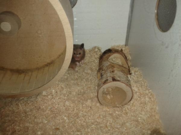 sonstiges hamster3 img0090