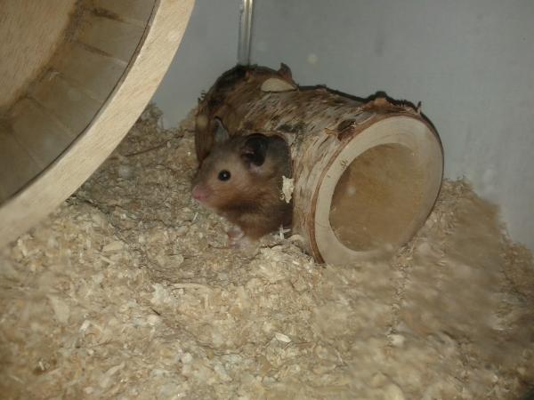 sonstiges hamster3 img0094