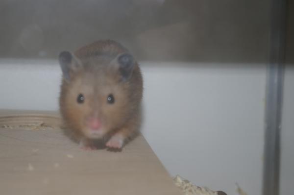 sonstiges hamster3 img0097