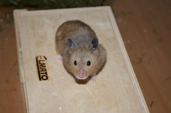 sonstiges hamster3 img0102