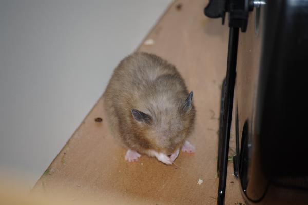 sonstiges hamster3 img0113