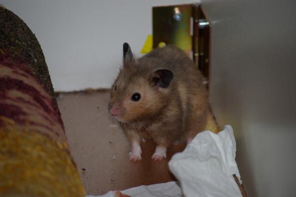 sonstiges hamster3 img0118