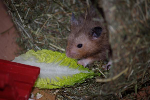 sonstiges hamster3 img0122