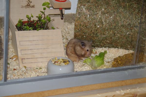 sonstiges hamster3 img0124