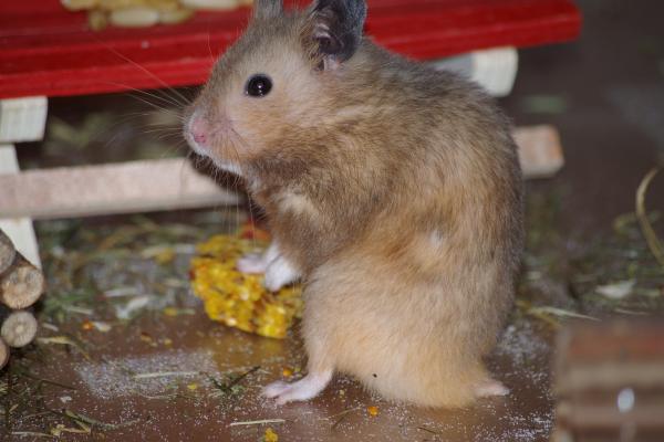 sonstiges hamster3 img0134