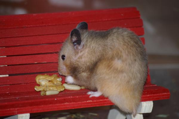 sonstiges hamster3 img0136