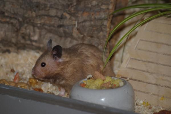 sonstiges hamster3 img0142