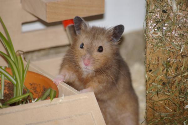 sonstiges hamster3 img0149