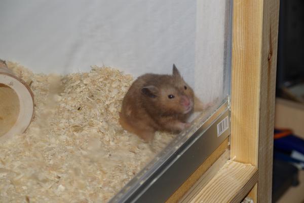 sonstiges hamster4 img0006