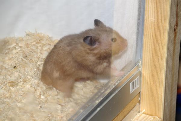 sonstiges hamster4 img0008