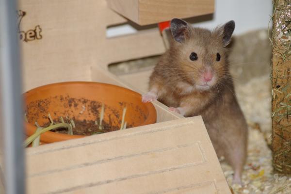 sonstiges hamster4 img0016