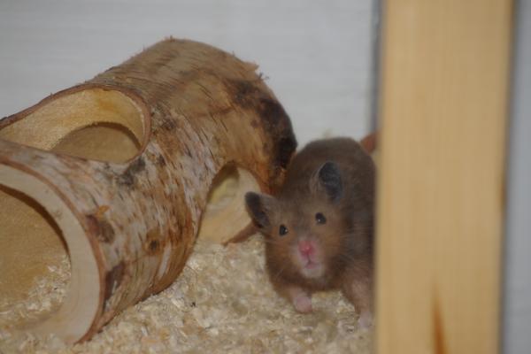 sonstiges hamster4 img0017