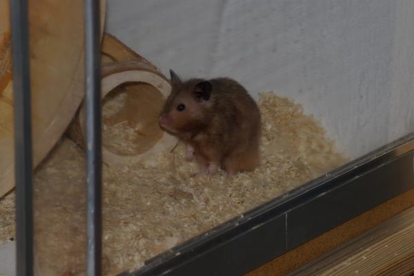 sonstiges hamster4 img0023