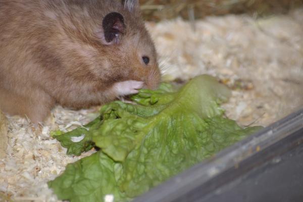 sonstiges hamster4 img0026