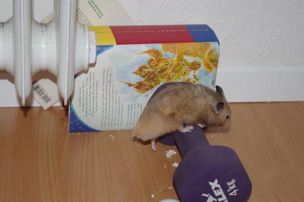 sonstiges hamster4 img0045