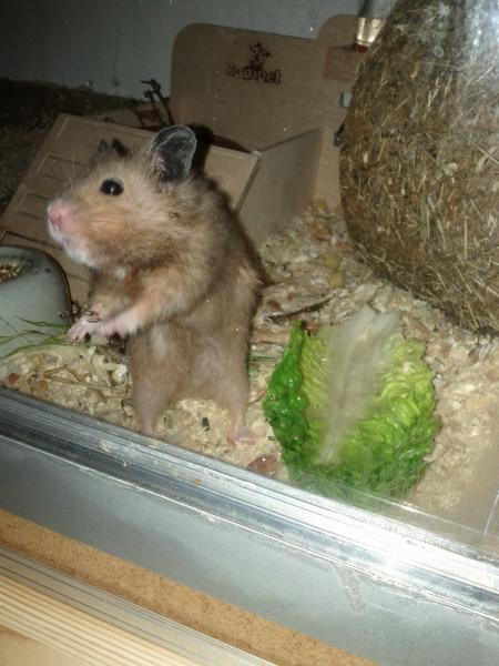 sonstiges hamster4 img0050