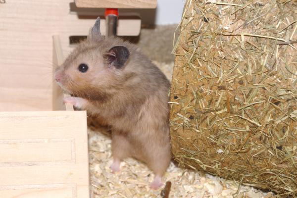 sonstiges hamster4 img0066